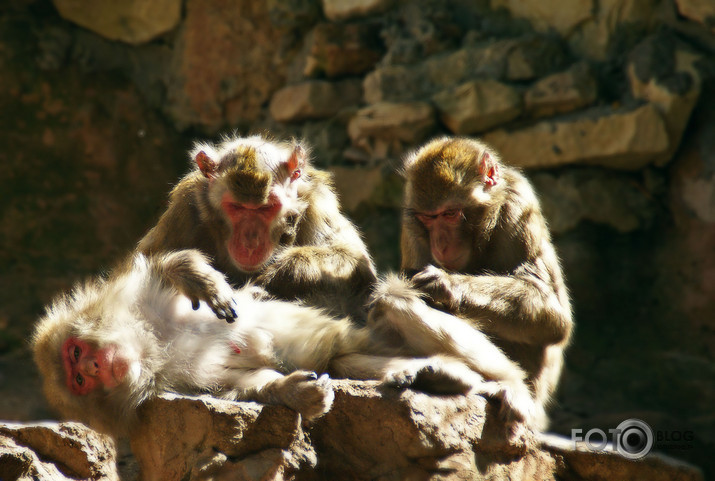 ZOO 