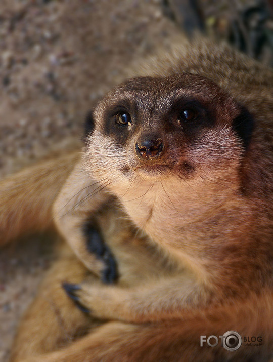 ZOO 