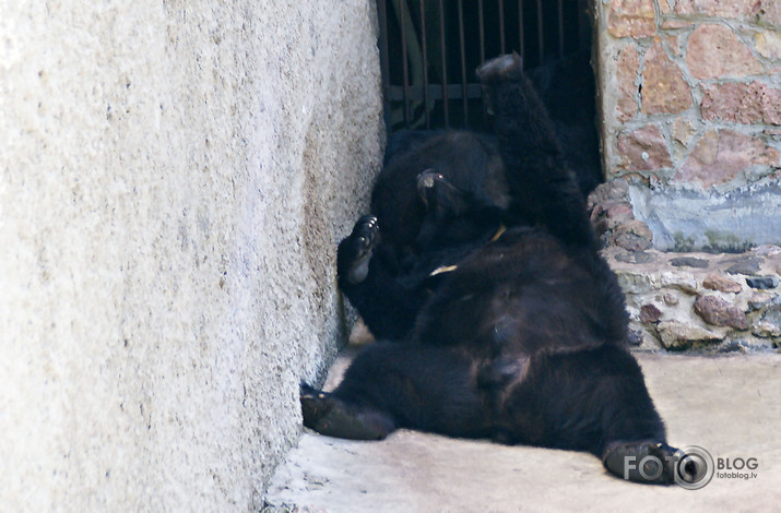 ZOO 