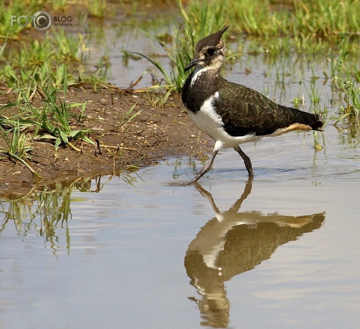 Ķīvīte Vanellus vanellus