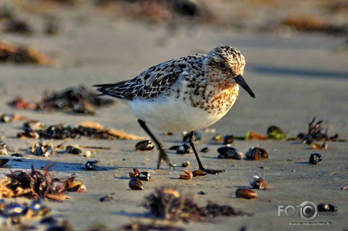 Calidris alba /Gaišais šņibītis/.