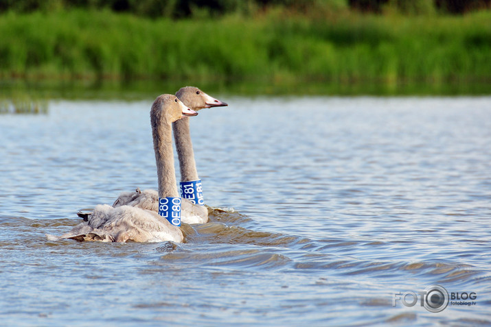 Cygnus cygnus akcija