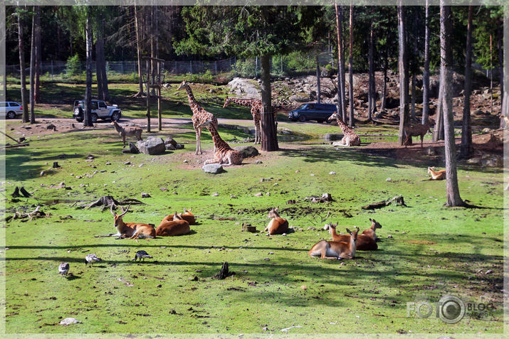 Kolmarden Safari&Zoo (1.daļa)