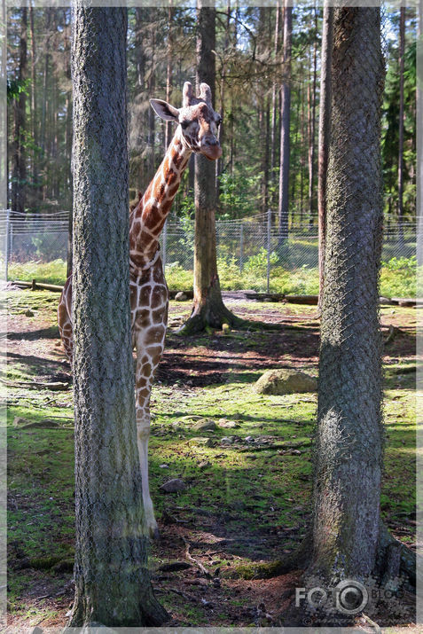 Kolmarden Safari&Zoo (1.daļa)