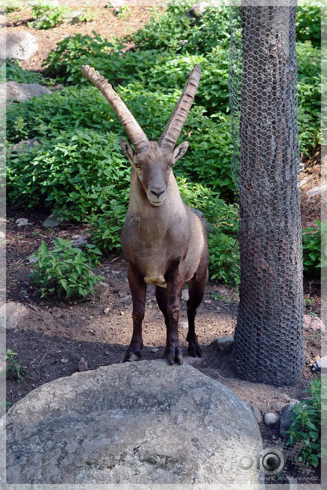 Kolmarden Safari&Zoo (1.daļa)