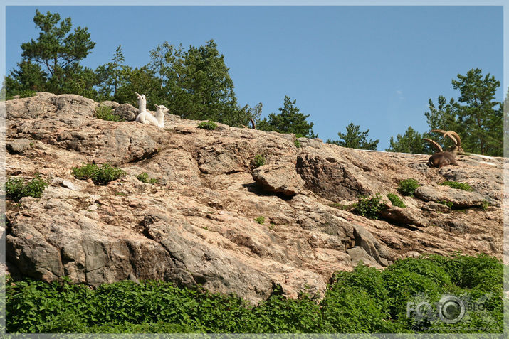 Kolmarden Safari&Zoo (1.daļa)