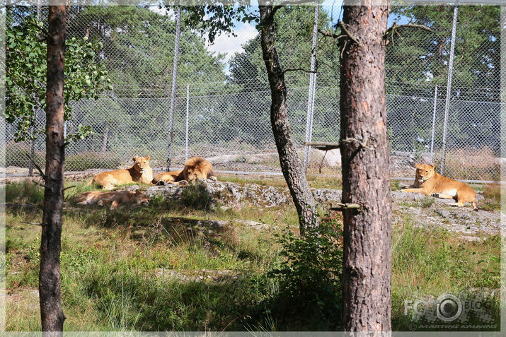 Kolmarden Safari&Zoo (1.daļa)