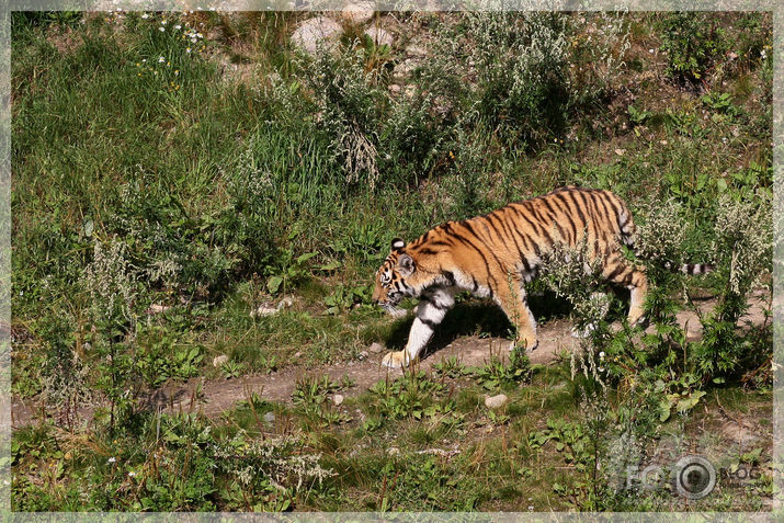 Kolmarden Safari&Zoo (1.daļa)