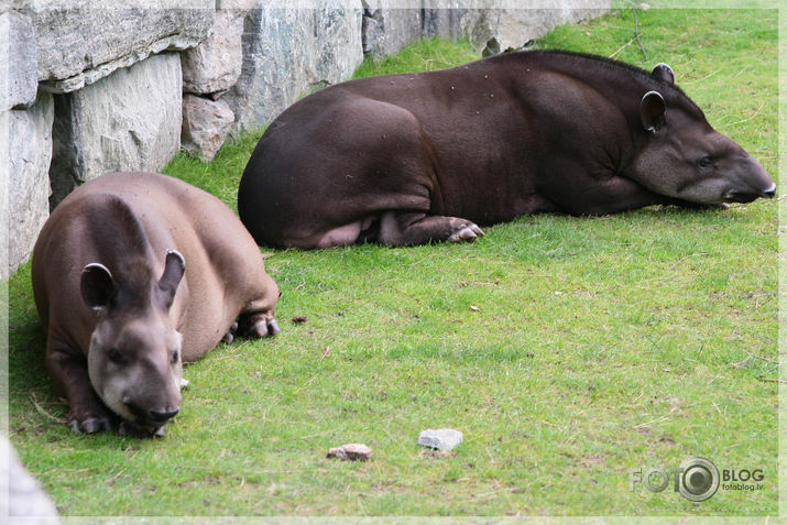 Kolmarden Safari&Zoo (1.daļa)