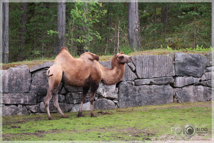 Kolmarden Safari&Zoo (1.daļa)