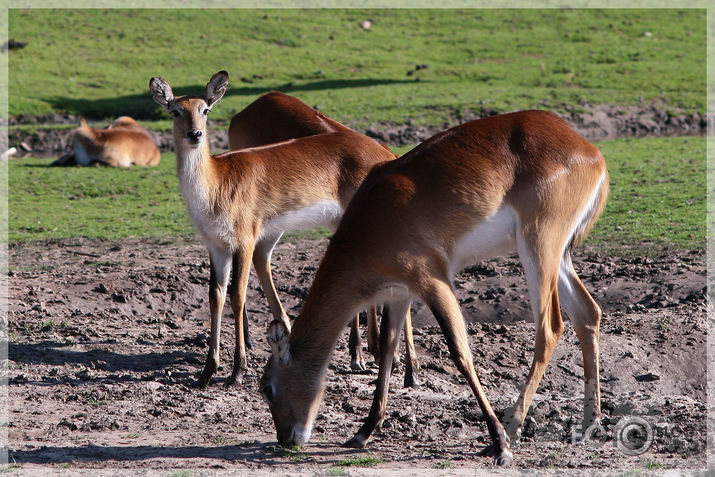 Kolmarden Safari&Zoo (2.daļa)