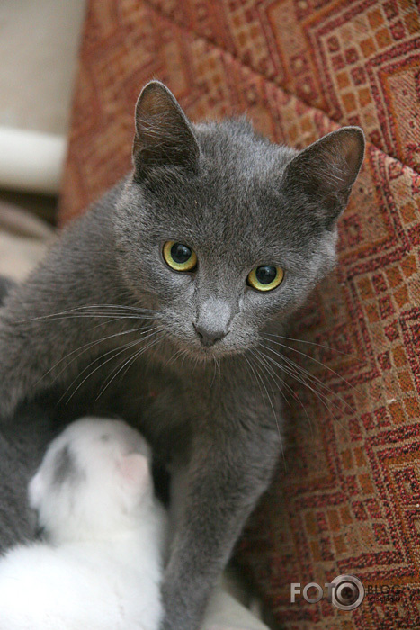 Kaķbilde