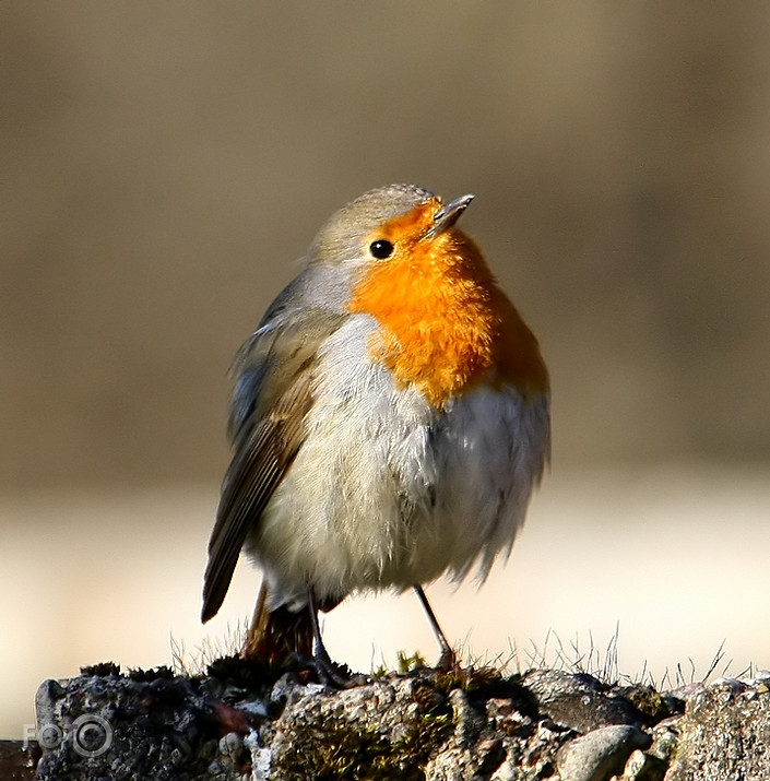 Sarkanrīklīte ( Erithacus rubecula)