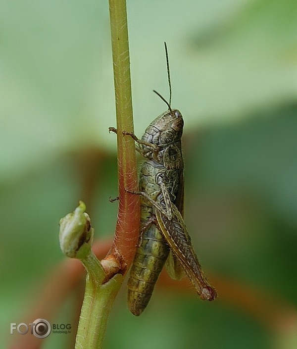 zaļais bruņinieks