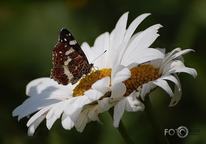 margrietas