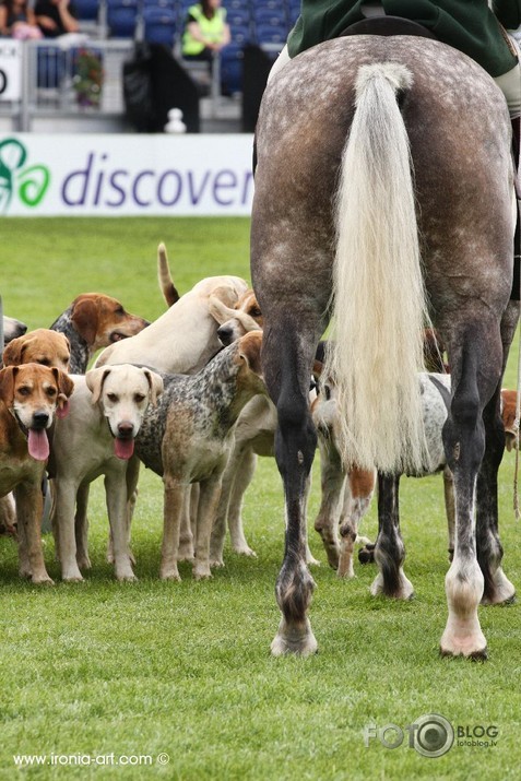 Dublin Horse Show 3dalja