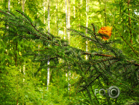 Rudens jau staigā