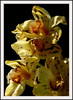 cambidium