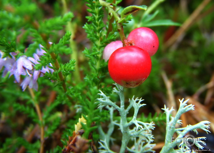 Pēc lietus - saule mežā - ieelpojam!