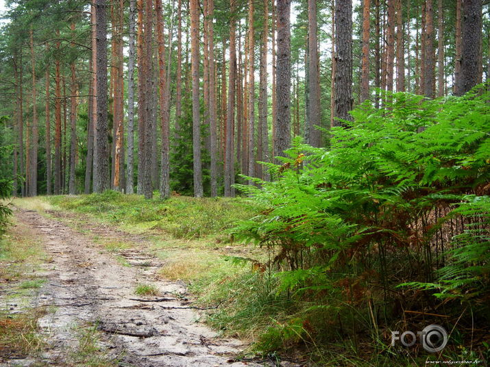 Pēc lietus - saule mežā - ieelpojam!