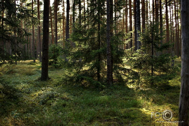 Pēc lietus - saule mežā - ieelpojam!