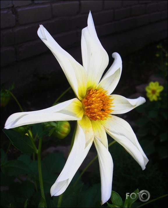 baltais saules zieds