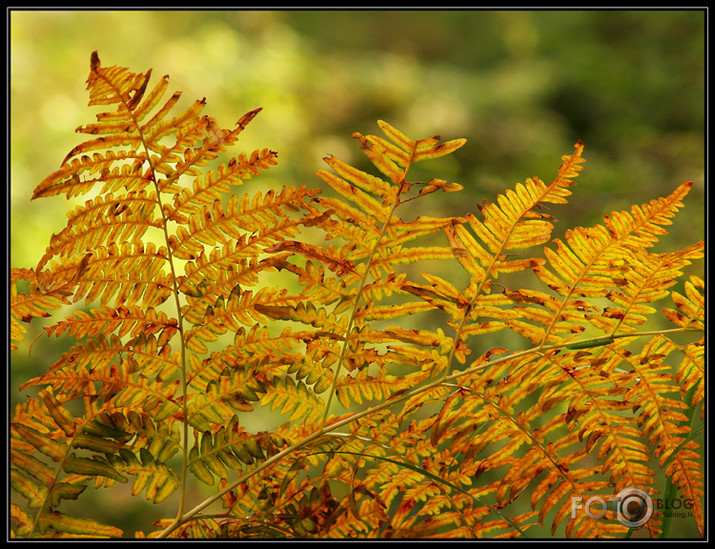 rudens klāt