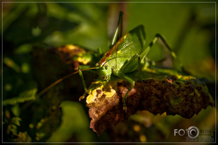 Metrioptera