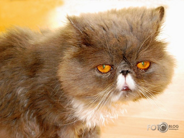 Ak dies, kā jūs esat apnikuši!