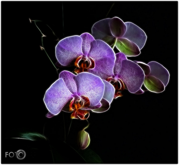 Uguns Orhideja
