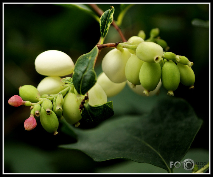 Maza rudens rosība.