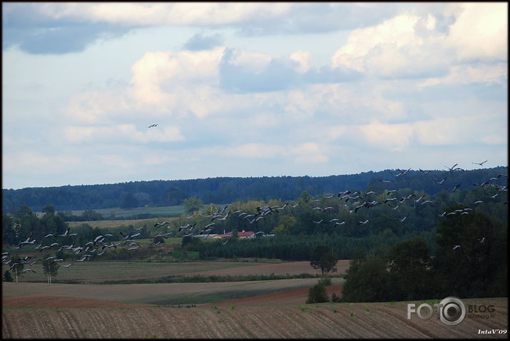 Dzērves lasās baros pirms došanās prom..., 21-09-09