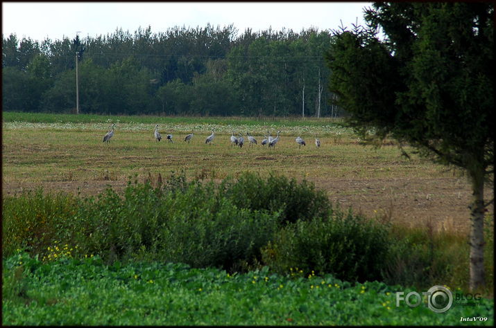 Dzērves lasās baros pirms došanās prom..., 21-09-09