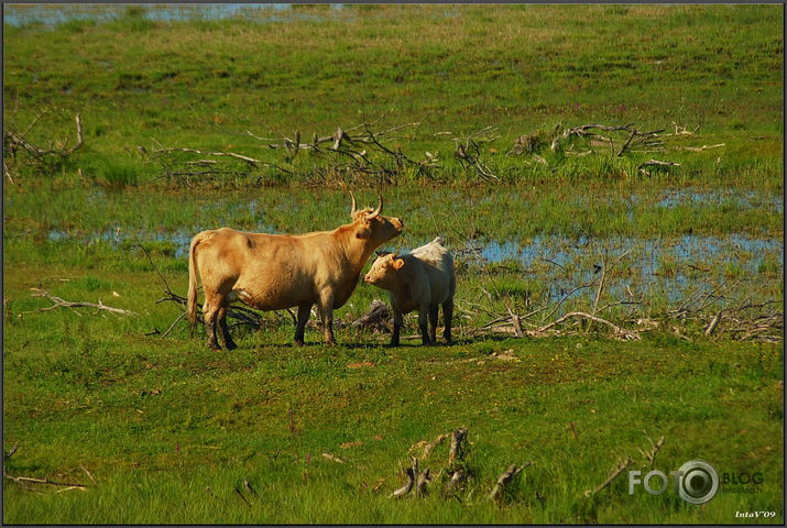 Dzimuši savvaļas dzīvei pie Engures ezera..., 21-08-09