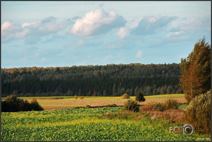 Rudenīgie lauki ar dzērvēm..., 25-09-09