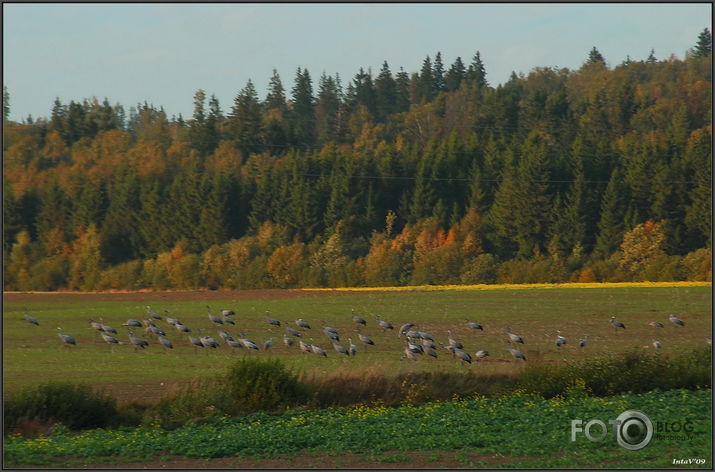 Rudenīgie lauki ar dzērvēm..., 25-09-09