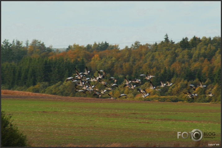 Rudenīgie lauki ar dzērvēm..., 25-09-09