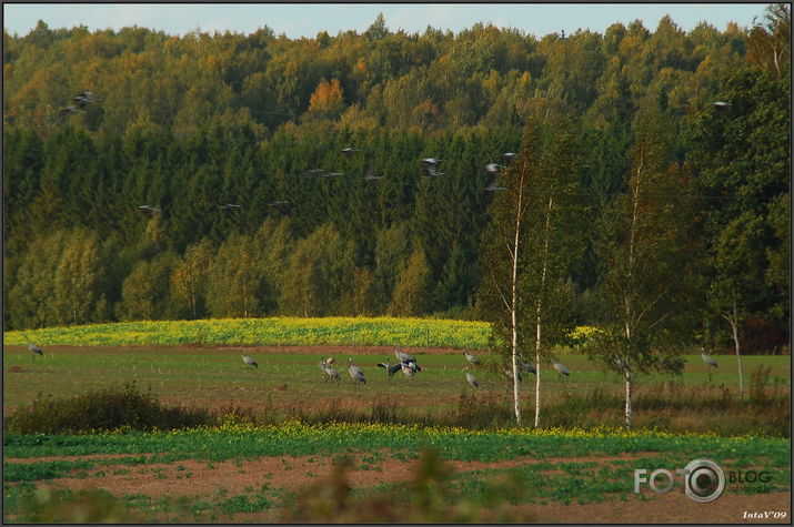 Rudenīgie lauki ar dzērvēm..., 25-09-09