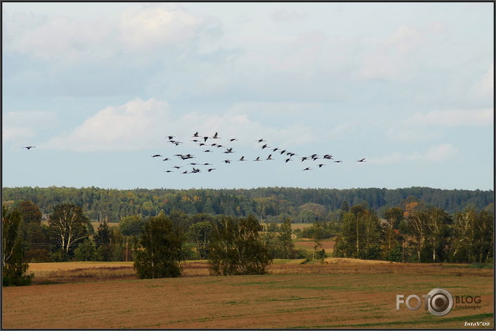 Rudenīgie lauki ar dzērvēm..., 25-09-09