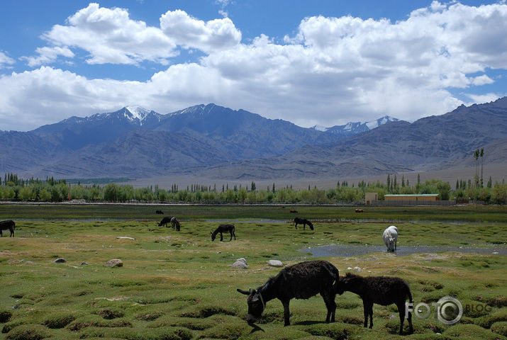 LEH