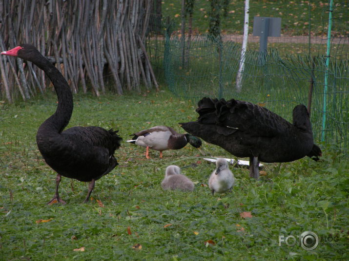 Rudens Cēsu parkā +melnie gulbji...