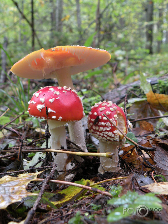 Rudens pārgājiens