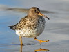 Jūras šņibītis /Calidris maritima/.j.p.