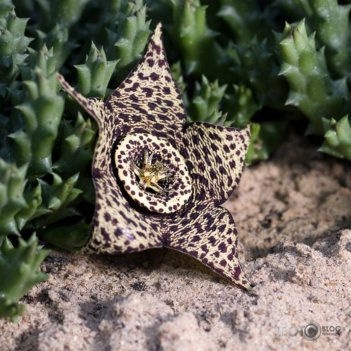 Kaktuss stapelia marmorata