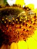 netīrā bite