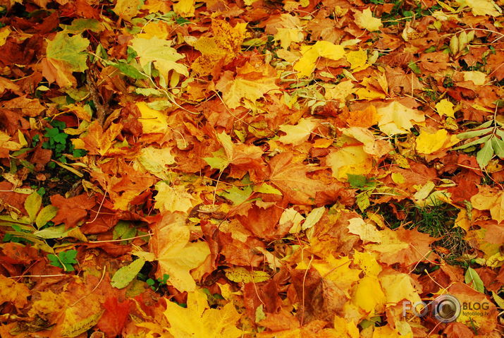 Rudens.
