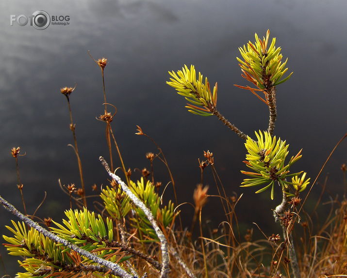 ... tīreļa akcenti ... 