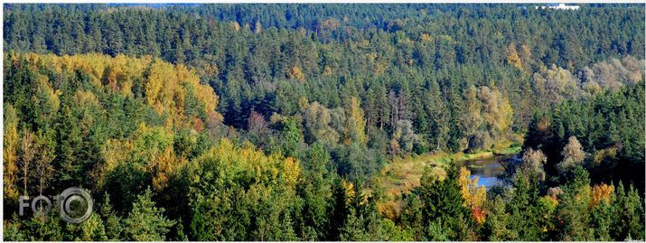 Rudens krāsu mežs pie Gaujas.