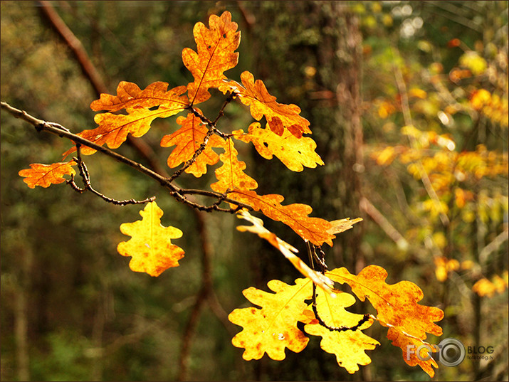 Rudenīgais Vidzemes rudens.