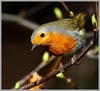 Sarkanrīklīte ( Erithacus rubecula)